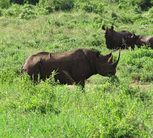 Spitzmaulnashorn-Familie