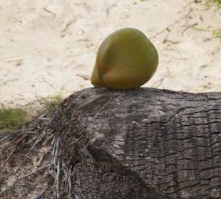Nicht weit vom Hotel Luxury Bahía Príncipe Ámbar Don Pablo C