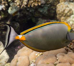 Gelbklingen-Nasendoktor