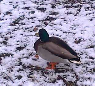 Łazienki wczesną wiosną.
