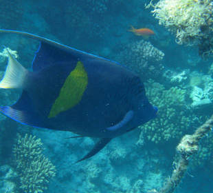 Unterwasserwelt Hausriff Arabia Beach