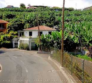 #1364 Yellow Bus hellblau Madeira-Camara de Lobos.
