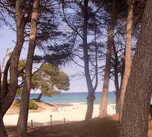Durch Pinienwälder zum Strand