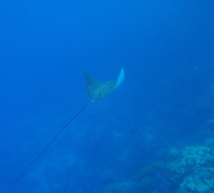 Hausriff Hotel Tulip Resort