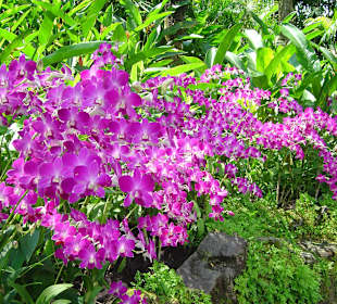 Botanischer Garten Singapur 