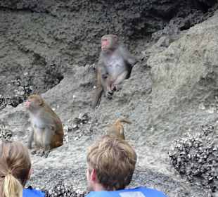 Affen haben immer Hunger