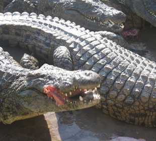 Auf der Krokodilfarm