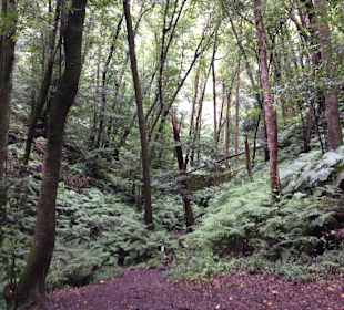 Wandern im Märchenwald (Cubo de la Galga)