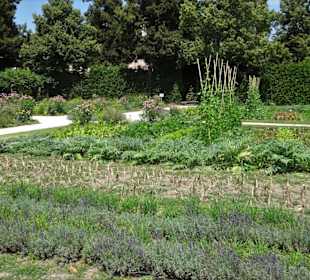 Im Küchengarten des Schlosses Veitshöchheim
