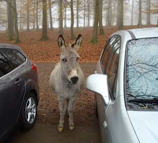 Ausflug zum Hirsch-und Saupark in Daun