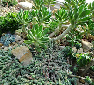 Die Tropengewächshäuser in "Planten un Blomen"