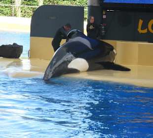 Orca Show