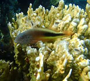 El Malikia Abu Dabbab Resort Marsa Alam