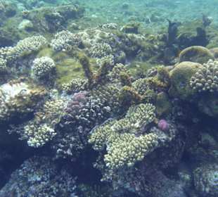 Hausriff vom Grand Hotel Sharm el Sheikh