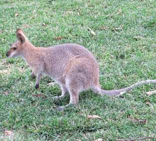 Zoobesuch bei Brisbane
