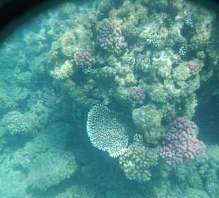 Im Wasser vorm Palace