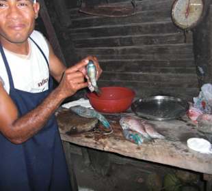 Frischer Papageienfisch kurz vor dem Braten