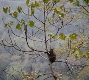 Restaurant Dantak Canteen