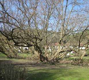 Kurpark Bad Bergzabern