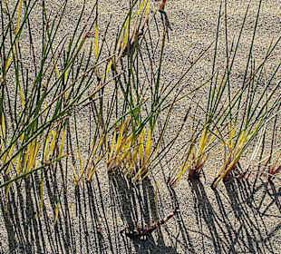 Dünengras im Januar 2012