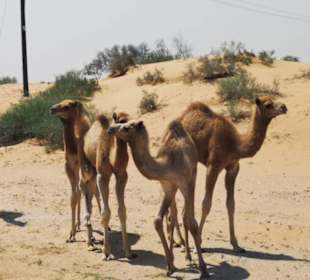Kamele freilaufend