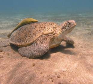 Abu Dabab, Schildkröte, man ist die eingebildet
