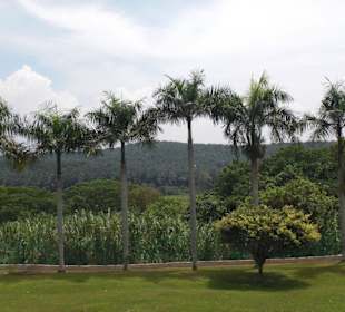 Ausblick auf die Plantage