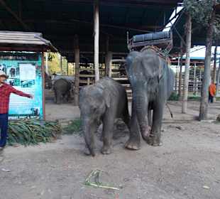 Elefantencamp Chiang Mai