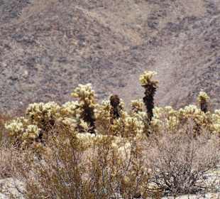Joshua Tree National Park