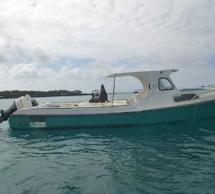 Die Seelöwen sind eine Plage, entern die Boote