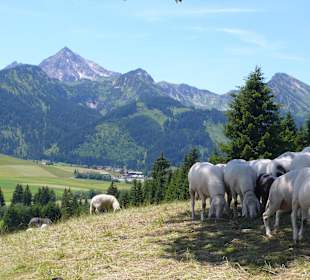 Glückliche Schafe vor grandioser Bergwelt!