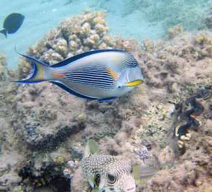 Fische direkt am Strand