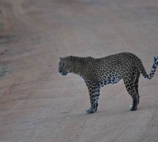 Mit Glück sieht man welche