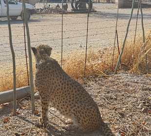 Otjitotongwe Cheetah Park