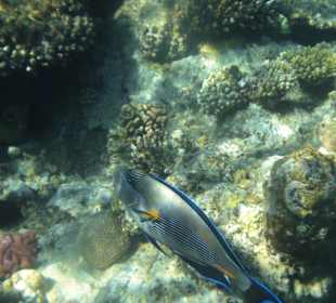 Riff Korallen - Hotel Citadel Azur Resort