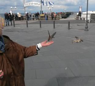 Handzahme vor Seebrücke