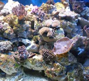 Bunte Fische und Korallen