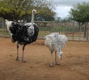 Straußenfarm Oudtshoorn