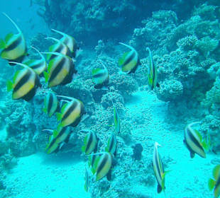 Tauchen bei der Dive Connection