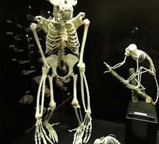 Gorilla-Skelett