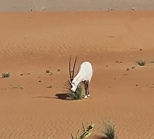 Die arabische Oryxantilope