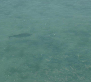 Spora ryba w jeziorze