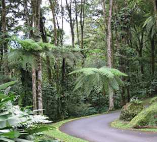 Prähistorisch - Riesige Farne