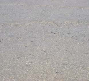 Vorne im Wasser sieht man ganz viele Fischchen