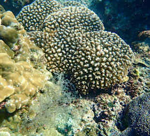 Unterwasserwelt Musandam