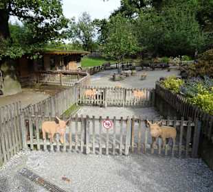 Der Streichelzoo-Bereich