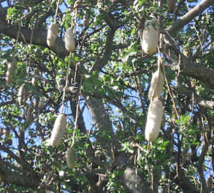 2. Leberwurstbaum
