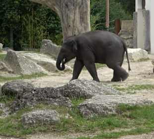Tierpark Hellabrunn - Reich der Elefanten