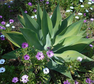 Jardim de São Martinho