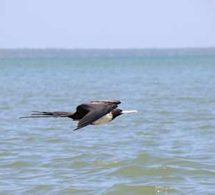 Fregattenvogel im Anflug